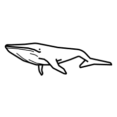 whales